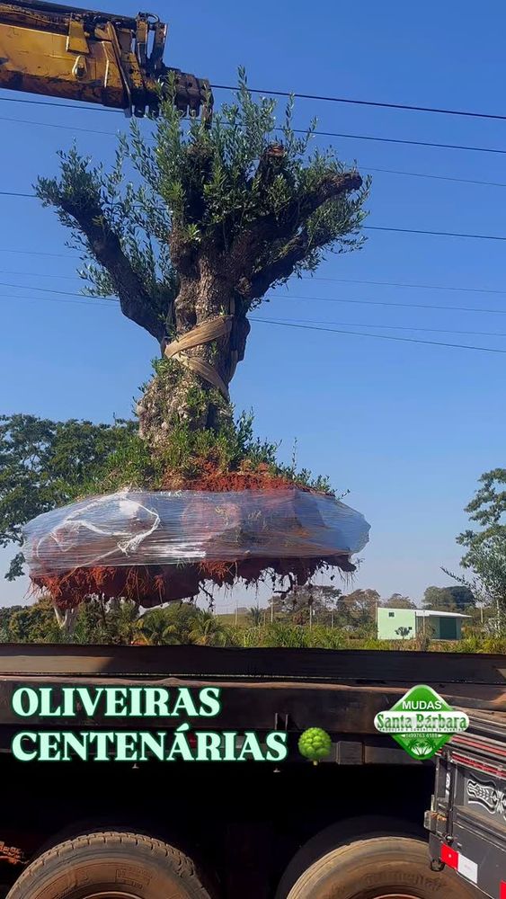 Transporte de Oliveiras Centenárias